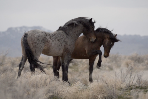 Stand With Wild Horses