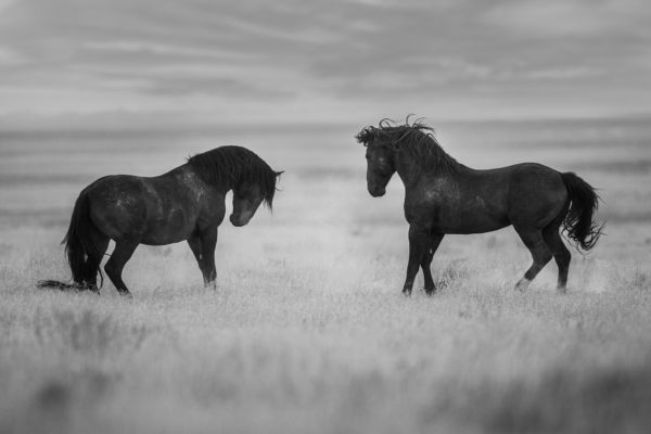 Onaqui Mountains Wild Horses