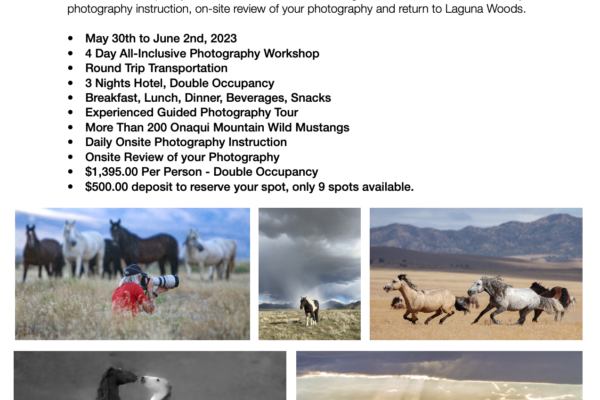 Onaqui Mountain Wild Horse Workshop Details